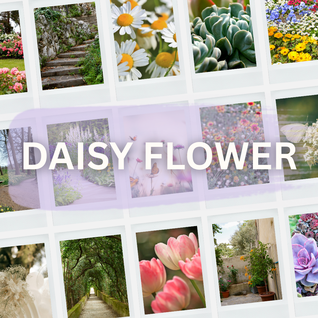 Lightroom Preset Pack Photography Sorority Rush Edits Filters Instagram Tiktok Social Media Luxury aesthetic high quality resolution 4K content daisy rose hibiscus flower garden sunflower carnation peony tulips colorful pastels life rich romantic plants succulents luxury 